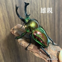 【ネット決済・配送可】ニジイロクワガタ　【ピカール】幼虫7 おまけ成虫