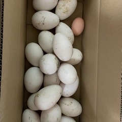 ガチョウ卵10個