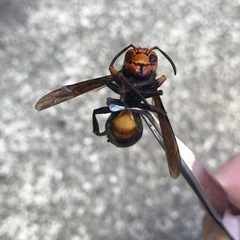 宮崎県で害虫駆除（ハチ駆除）