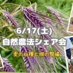 【平塚・伊勢原】自然農法シェア会　麦の収穫と畑の整備