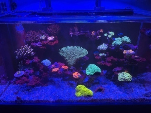 red sea reef LED50 2台