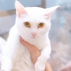 決まりました☆白猫美人姉妹❤︎ゴールドアイ＆ブルーアイ - 野田市
