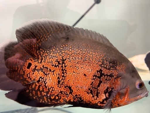 オスカー　熱帯魚　大きくなりました。 オスカー 熱帯魚 大きくなりました。