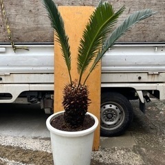 JZ11☆K18WG 長45cm 幅0.5mm 調整可能 ベネチアン