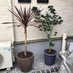 観葉植物ドラセナレッドコンシンネ＆紅葉150cm鉢植え