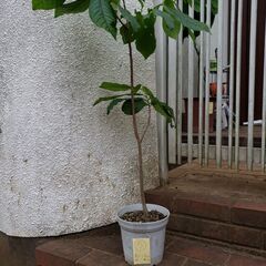 2019年のポポー苗木№3