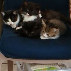 可哀想な捨て猫3兄弟+親猫