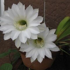 多肉植物　丸サボテン　花盛丸　カキコ5個　エキノプシス属　白い大きな花
