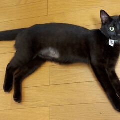 （動画有） 気付けばアナタを見ている。ピュアブラックの家政婦系ネコ！ 若年 面会歓迎 - 福岡市