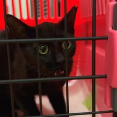 （動画有） 気付けばアナタを見ている。ピュアブラックの家政婦系ネコ！ 若年 面会歓迎 - 猫