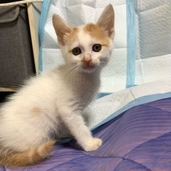 ⚽️🐈‍⬛　茶白の仔猫　🐈‍⬛⚽️譲渡