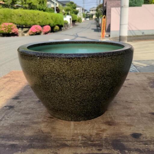 睡蓮鉢 現代物 メダカの生育やビオトープに 水草も