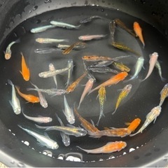 めだか mix 35匹+‪α  成魚