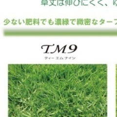 TM9 【    天然芝　】