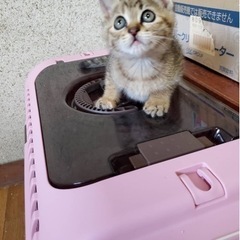 1か月ちょいのキジトラ子猫メス♀里親募集★ − 茨城県