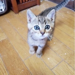 1か月ちょいのキジトラ子猫メス♀里親募集★ - 水戸市