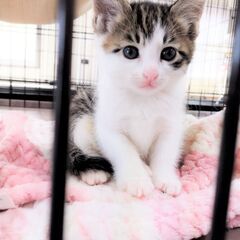 in瀬戸市☆子猫たちの譲渡会2023年6月3日（土）～ 非営利団体「ちーむ にゃいんず」の画像