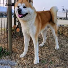 秋田犬専門ブリーダー急死　急募! - 犬