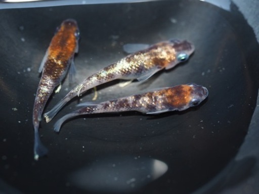 THめだか 入荷 | muniotuzco.gob.pe