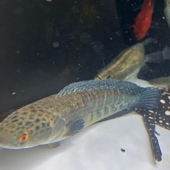 チャンナマルリオイデスの中古が安い！激安で譲ります・無料であげます  