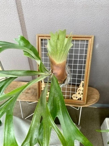 大型ビカクシダ 親株