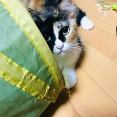 三毛猫　いとちゃん❣️ 