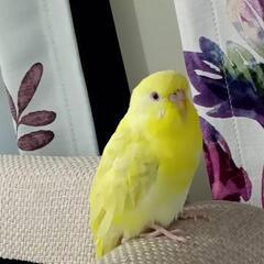 ☆セキセイインコ手乗り☆2羽☆