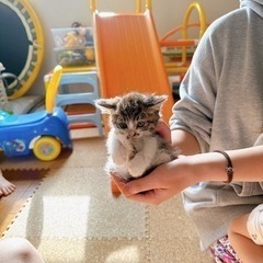 🐈大阪府🐈　堺市　中区　子猫ちゃん里親募集 生まれたてです。親猫...