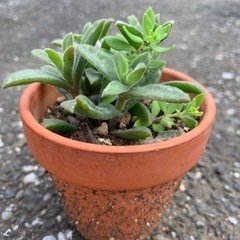 多肉植物　粉雪と蔓万年草