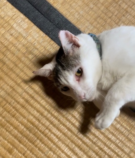 猫が撫でられるのが好きな理由