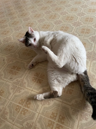 猫が撫でられるのが好きな理由