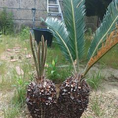 とてもバランスが良いツーヘッドソテツ