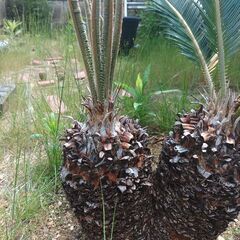 とてもバランスが良いツーヘッドソテツ