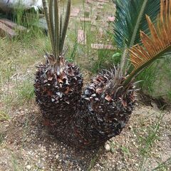 とてもバランスが良いツーヘッドソテツ