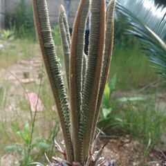 とてもバランスが良いツーヘッドソテツ