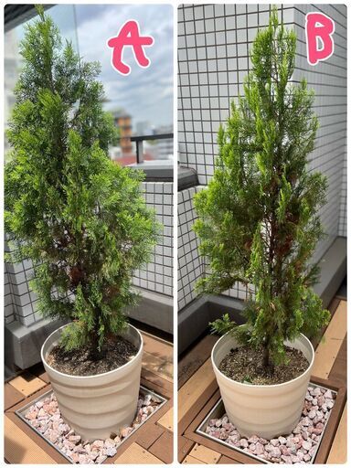 セール❗️コニファー 鉢植え 2m ガーデニング