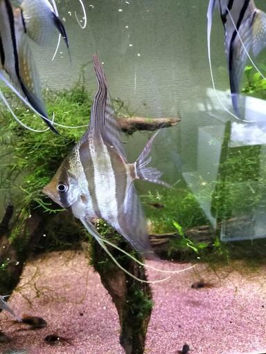 【体高約20cm】アルタムエンゼルフィッシュ　熱帯魚　引取限定