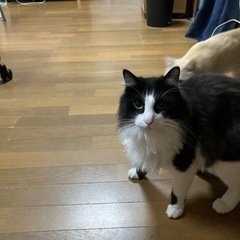 ネコとシェアハウス😸