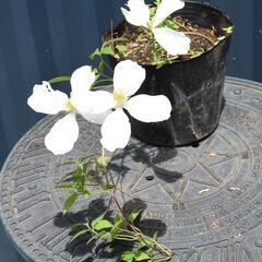 花いっぱいの白いクレマチス　モンタナ・スノーフレイク　1苗