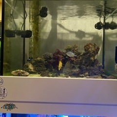 海水水槽 引退 一式 まとめ