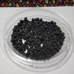 丹波の黒豆の種④