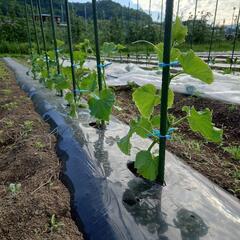 畑の草むしりと野菜収穫体験