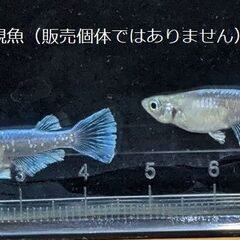 メダカ　グランブルー若魚　1匹50円