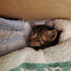 【交渉中です】！生後一週間未満の仔猫です(飼い主不在確認済み)