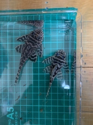キンペコ　繁殖個体ペア×2＋稚魚