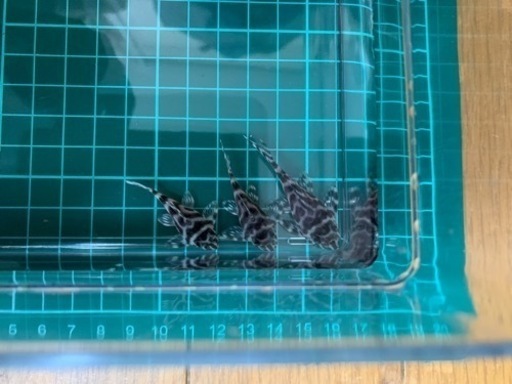 キンペコ　繁殖個体ペア×2＋稚魚