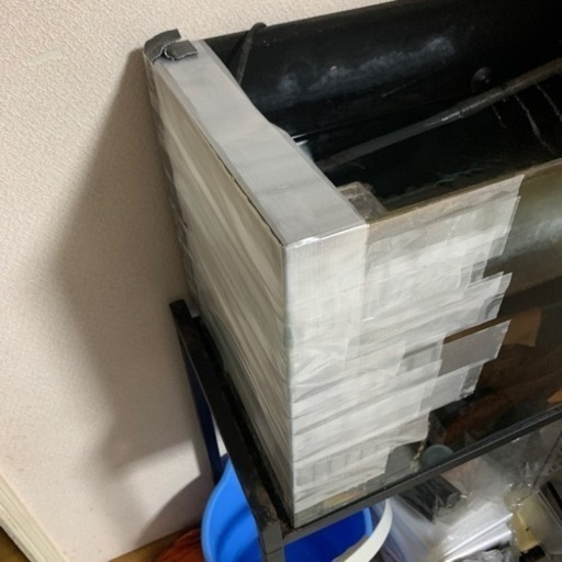 キンペコ　繁殖個体ペア×2＋稚魚