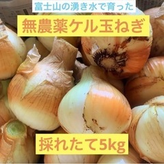 【ネット決済・配送可】無農薬ケルたまねぎ　5kg 静岡産