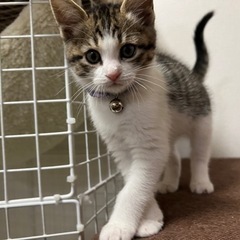 雑種子猫の女の子🐱(トライアル中) - 熊本市