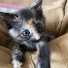 【譲渡決まりました】超美猫のルナちゃん♡　生後2ヶ月